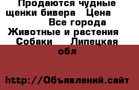 Продаются чудные щенки бивера › Цена ­ 25 000 - Все города Животные и растения » Собаки   . Липецкая обл.